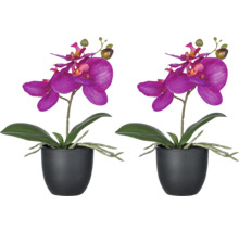 Twee potorchideeën met bloemen