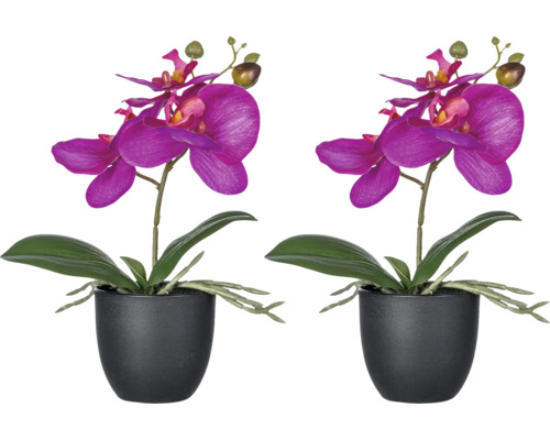 Twee potorchideeën met bloemen