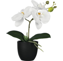 Decoratieve orchidee met witte bloemen in zwarte pot