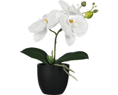 Decoratieve orchidee met witte bloemen in zwarte pot