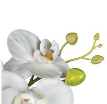 Close-up van een kunstorchidee met bloemen en knoppen
