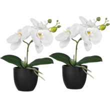 Twee witte orchideeën in zwarte potten