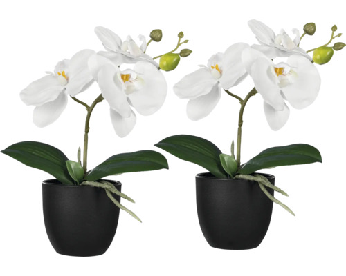 Twee witte orchideeën in zwarte potten