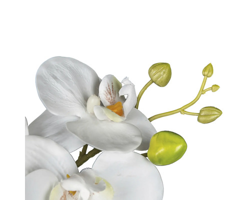 Close-up van een witte orchidee met knoppen