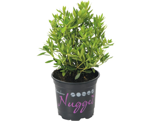 FloraSelf Rhododendron Rhododendron micranthum 'Nugget® by Bloombux' potmaat Ø 10.5 cm