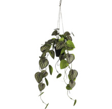 Hangplant met bladeren in een pot