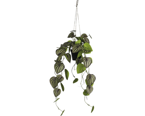 Hangplant met bladeren in een pot