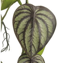 Blad van een kunstmatige Peperomia plant