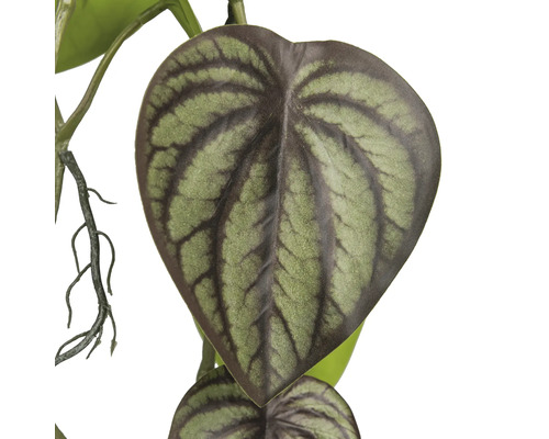 Blad van een kunstmatige Peperomia plant