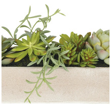 Decoratieve vetplanten in een rechthoekige plantenbak voor binnenshuis.