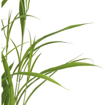 Grasstengels in detail