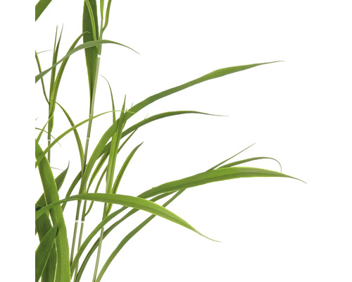 Grasstengels in detail