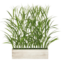 Graspluimen in plantenbak