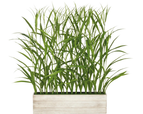 Graspluimen in plantenbak