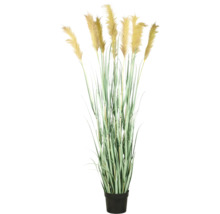 Decoratief pampasgras in pot voor binnenshuis