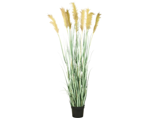 Decoratief pampasgras in pot voor binnenshuis