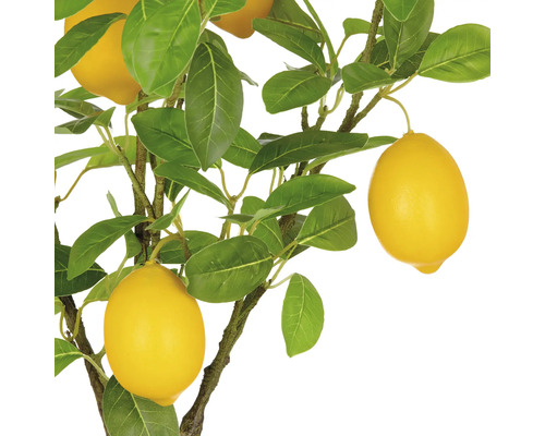 Citroenboom met bladeren en vruchten