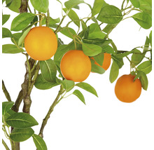 Sinaasappelboom met bladeren en sinaasappels