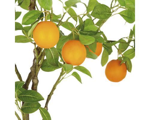 Sinaasappelboom met bladeren en sinaasappels