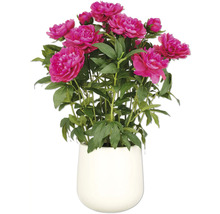 Kunstplant pioenroos in pot