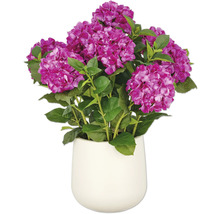 Hortensia in een pot