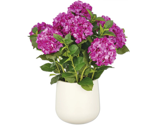 Hortensia in een pot