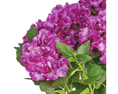 Paarse hortensiabloemen met groene bladeren