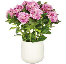 Hortensia in een witte pot