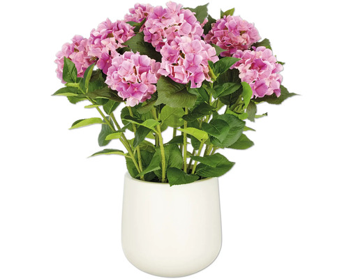 Hortensia in een witte pot