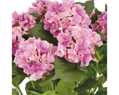 Close-up van hortensiabloemen met groene bladeren