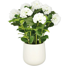Witte hortensia in pot als decoratie
