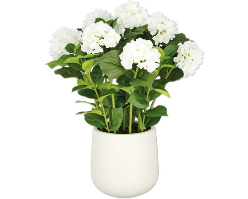 Witte hortensia in pot als decoratie