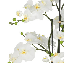 Decoratieve witte orchideeënbloemen aan een stengel