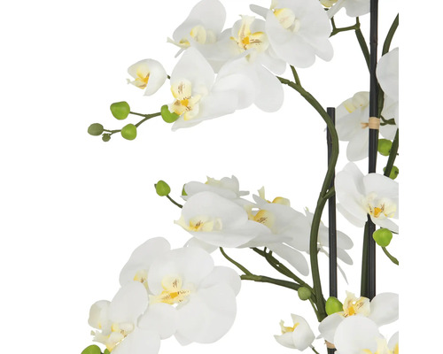 Decoratieve witte orchideeënbloemen aan een stengel