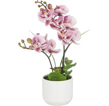 Decoratieve orchidee in een pot
