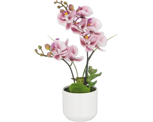 Decoratieve orchidee in een pot