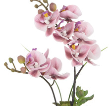 Decoratieve roze orchidee voor binnenshuis