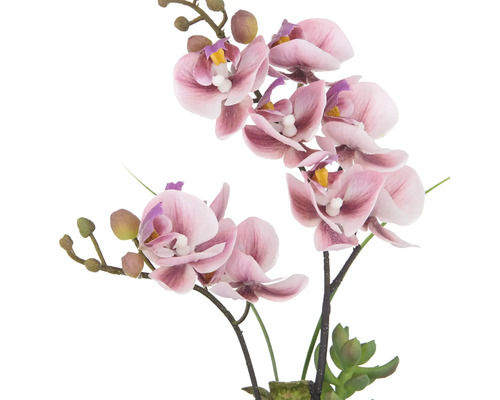 Decoratieve roze orchidee voor binnenshuis