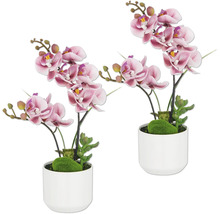 Twee decoratieve orchideeën in potten