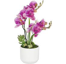 Kunstorchidee met vetplant in pot