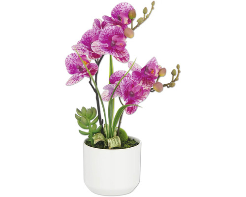 Kunstorchidee met vetplant in pot