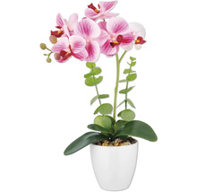 Decoratieve orchidee in pot