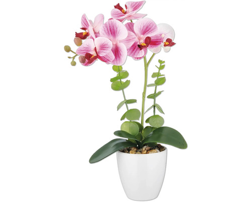 Decoratieve orchidee in pot