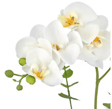 Decoratieve orchidee met witte bloemen en groene knoppen
