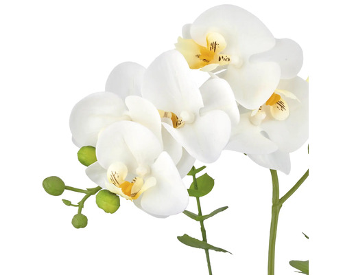 Decoratieve orchidee met witte bloemen en groene knoppen