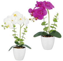 Twee potorchideeën in wit en paars