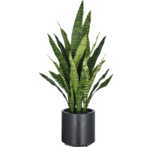 Sansevieria in zwarte pot