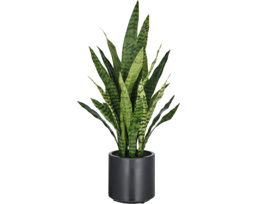 Sansevieria in zwarte pot