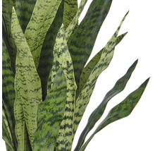 Close-up van een Sansevieria plant met lange, spits toelopende bladeren
