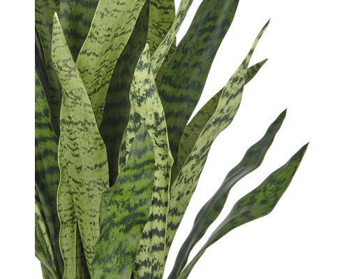 Close-up van een Sansevieria plant met lange, spits toelopende bladeren